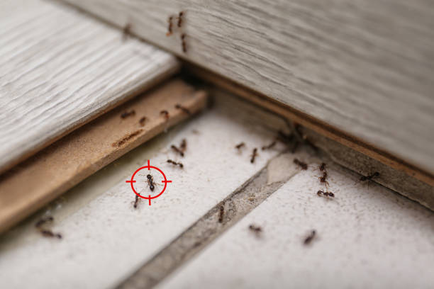 Best Wildlife Control Services  in Cross Roads, TX