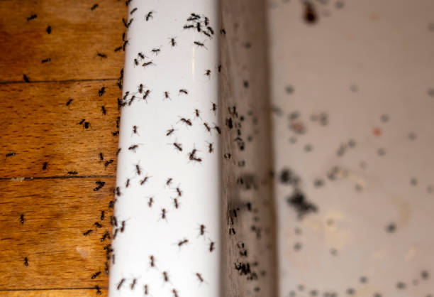 Best Termite Control Services  in Cross Roads, TX