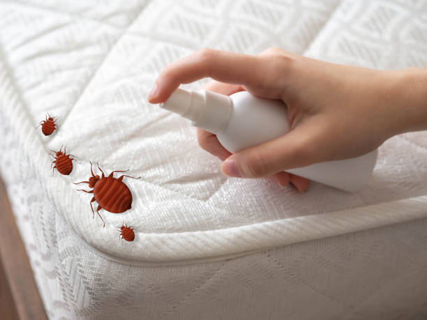 Best Insect Control  in Cross Roads, TX