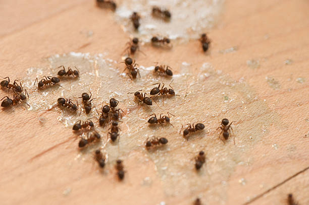 Best Ant Control Services  in Cross Roads, TX