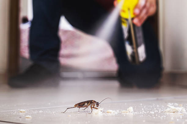 Best Cockroach Control Services  in Cross Roads, TX