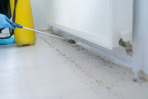Best Local Pest Control Services  in Cross Roads, TX